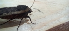 Noctua pronuba