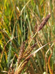 Carex nebrascensis