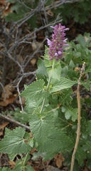 Agastache pallidiflora