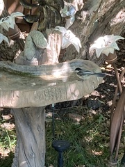 Poecile atricapillus