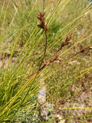 Carex integra
