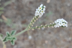 Heliotropium europaeum