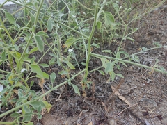 Heliotropium europaeum