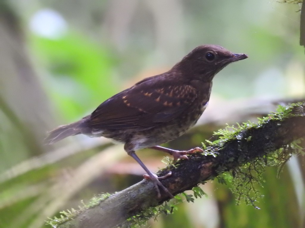 Zorzal Ventripálido, Turdus obsoletus