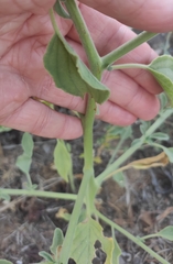 Heliotropium europaeum