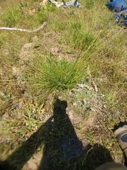Carex integra