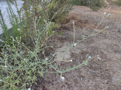 Heliotropium europaeum