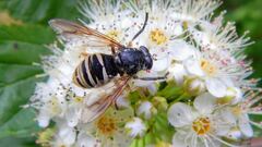 Temnostoma excentrica