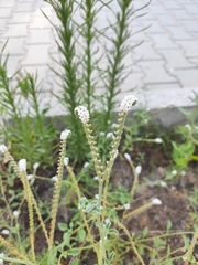 Heliotropium europaeum