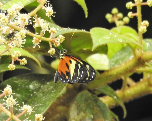 Ithomia iphianassa panamensis image