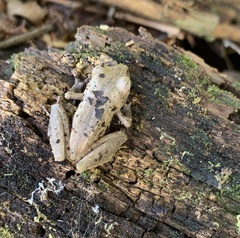 Pristimantis delius