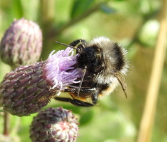 Bombus pomorum