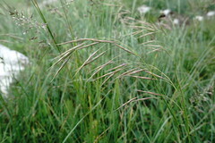 Bromus cappadocicus