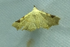 Prolophota trigonifera