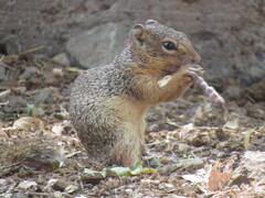 Notocitellus adocetus