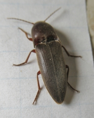 Diplostethus texanus