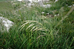 Bromus cappadocicus