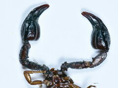 Euscorpius concinnus