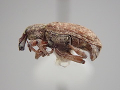 Listronotus appendiculatus