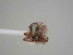 Listronotus appendiculatus