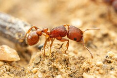 Pogonomyrmex pima