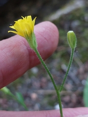 Crepis lampsanoides