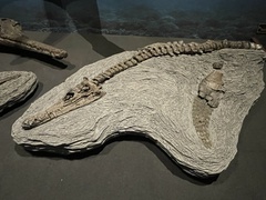 Plesiosauria