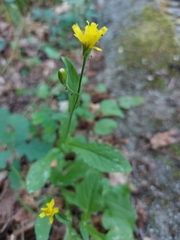 Crepis lampsanoides