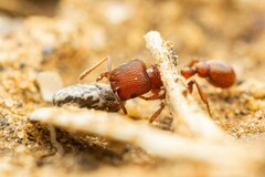 Pogonomyrmex pima