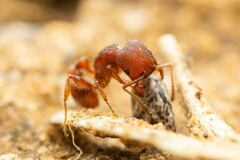 Pogonomyrmex pima