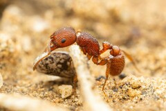 Pogonomyrmex pima