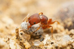 Pogonomyrmex pima