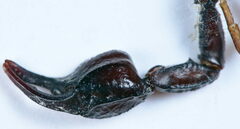 Euscorpius concinnus