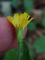 Crepis lampsanoides