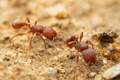 Pogonomyrmex pima