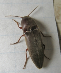 Diplostethus texanus
