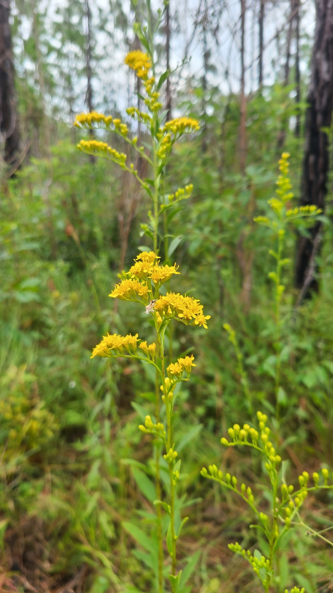 Solidago patula ssp. strictula