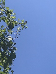 Limenitis lorquini