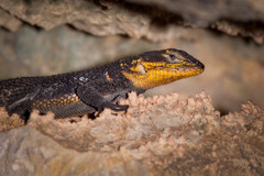 Sceloporus oberon