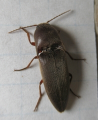 Diplostethus texanus