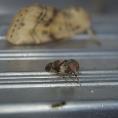 Cyrtolobus pallidifrontis