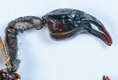 Euscorpius concinnus