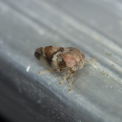 Cyrtolobus pallidifrontis