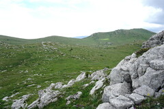 Sideritis catillaris