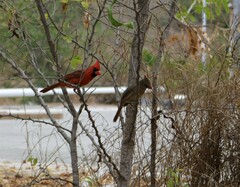 Cardinalis cardinalis mariae