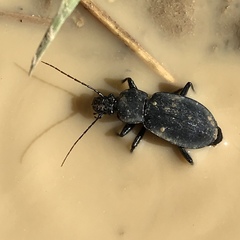 Carabus vinctus