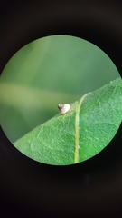 Caryomyia turbanella