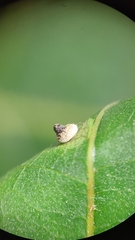 Caryomyia turbanella