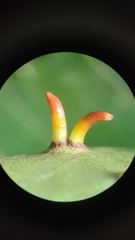 Caryomyia subulata