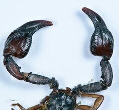 Euscorpius concinnus